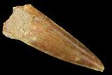 Spinosaurus Tooth - Real Dinosaur Tooth #160667-1